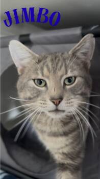 Domestic Long Hair Cats Available for Adoption - Jimbo | PetCurious