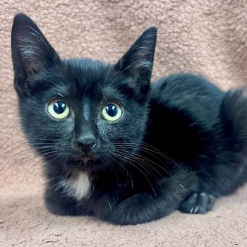 Martha -  Domestic Short Hair Cat for Adoption in Saint Joseph, Missouri - Martha | PetCurious