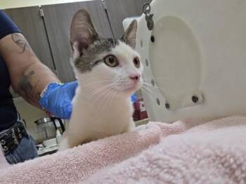 Lil Louie -  Domestic Short Hair Cat for Adoption in Honolulu, Hawaii - Lil Louie | PetCurious