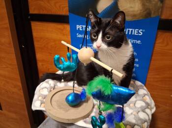 Domestic Short Hair Cats Available for Adoption in Rowlett, Texas - Telly | PetCurious