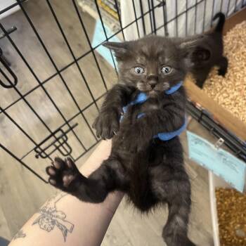 Tuna -  Domestic Short Hair Cat for Adoption in Spokane, Washington - Tuna | PetCurious