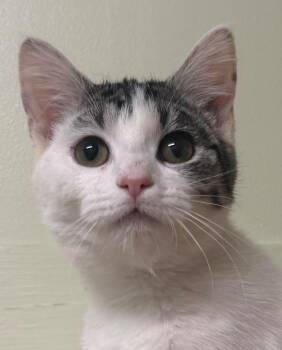 Domestic Short Hair Cats Available for Adoption - Irma | PetCurious