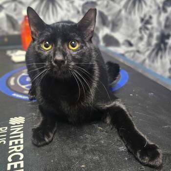 Blackberry -  Domestic Short Hair Cat for Adoption in Wahiawa, Hawaii - Blackberry | PetCurious