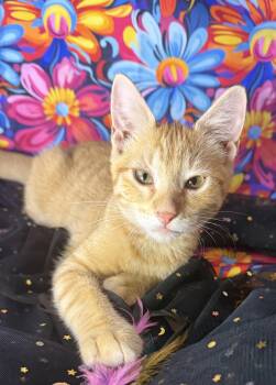 Engine Bae AKA Bae -  Domestic Short Hair Cat for Adoption in Ocean Springs, Mississippi - Engine Bae AKA Bae | PetCurious