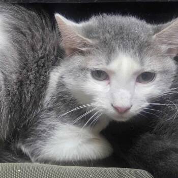 Rescue Domestic Short Hair Cats for Adoption in Union, Missouri - Meow Meow Baby 1 _2_3 | PetCurious