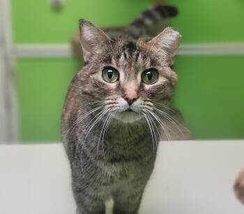 Ms. Dapper -  Domestic Short Hair Cat Available for Adoption in Memphis, Tennessee - Ms. Dapper | PetCurious
