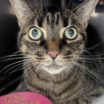 Pheby -  Domestic Short Hair Cat for Adoption in Fenton, Michigan - Pheby | PetCurious