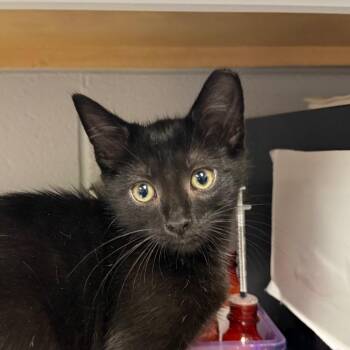 Waylon -  Domestic Short Hair Cat for Adoption in Greenville, South Carolina - Waylon | PetCurious