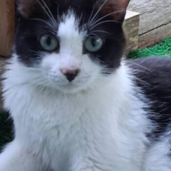 Panda -  Domestic Short Hair Cat for Adoption in Grand Rapids, Minnesota - Panda | PetCurious