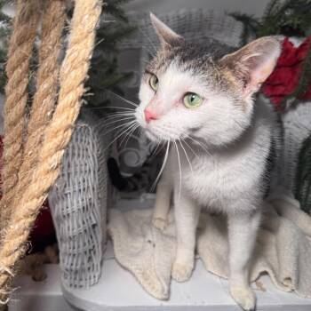 Domestic Short Hair Cats Available for Adoption - Rising Phoenix 55805 | PetCurious
