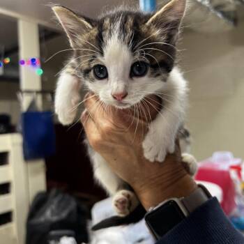 Ben -  Domestic Short Hair Cat for Adoption in Harrisville, West Virginia - Ben | PetCurious
