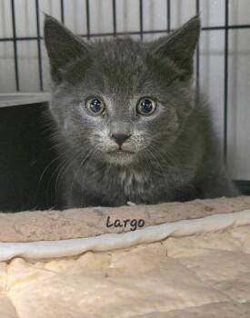 Largo -  Domestic Short Hair Cat for Adoption in Cedar Rapids, Iowa - Largo | PetCurious