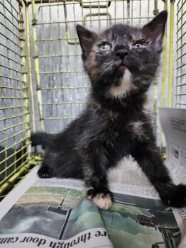 POPPY -  Domestic Short Hair Cat for Adoption in San Antonio, Texas - POPPY | PetCurious