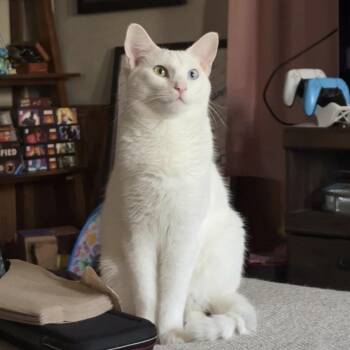 Domestic Short Hair Cats Available for Adoption - Aelin | PetCurious