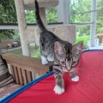 Linus -  Domestic Short Hair Cat for Adoption in Cape Saint Claire, Maryland - Linus | PetCurious