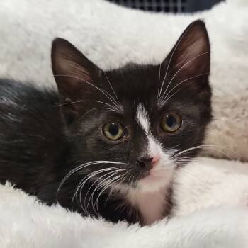 Rescue Domestic Short Hair Cats for Adoption in Sarasota, Florida - London | PetCurious