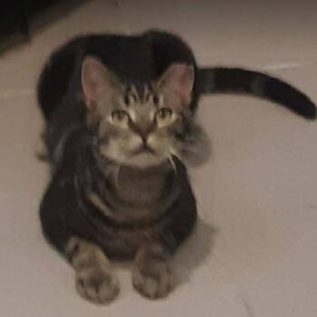 Domestic Short Hair Cats Available for Adoption - Smudge | PetCurious