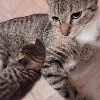 Domestic Short Hair Cats Available for Adoption - Jamie | PetCurious