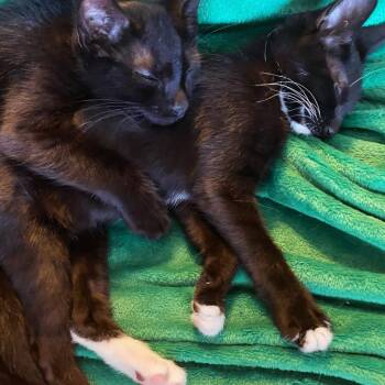 Taco -  Domestic Short Hair Cat for Adoption in York, Pennsylvania - Taco | PetCurious
