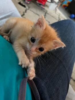Penny -  Domestic Short Hair Cat for Adoption in West Palm Beach, Florida - Penny | PetCurious
