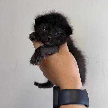 Betelgeuse -  American Shorthair Cat Available for Adoption in Asheville, North Carolina - Betelgeuse | PetCurious