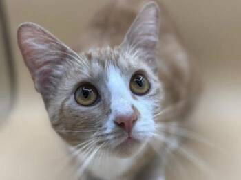 Clara -  Domestic Short Hair Cat for Adoption in Portland, Oregon - Clara | PetCurious