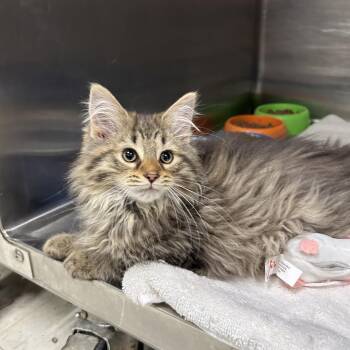 Domestic Long Hair Cats Available for Adoption in La Grange Park, Illinois - Martians 1 Of 3 | PetCurious