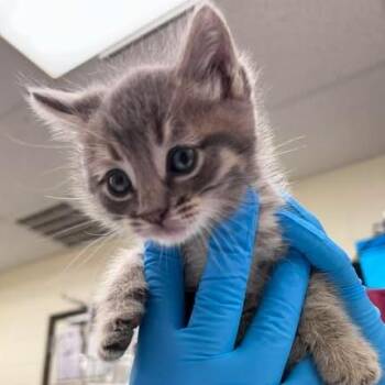 Smokey 26-05-057 -  Domestic Short Hair Cat for Adoption in Bastrop, Texas - Smokey 26-05-057 | PetCurious