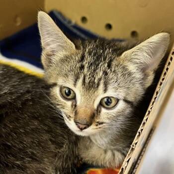 Po -  Domestic Short Hair Cat for Adoption in Sioux City, Iowa - Po | PetCurious