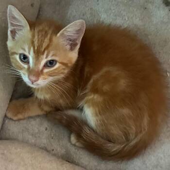 Cheddar Bay Biscuit -  Domestic Short Hair Cat for Adoption in Cumming, Georgia - Cheddar Bay Biscuit | PetCurious