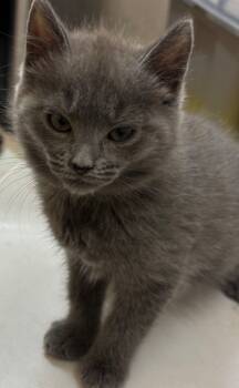 Rescue Domestic Long Hair Cats for Adoption in Elizabethton, Tennessee - EWOK | PetCurious