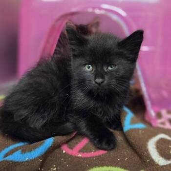 Ophelia -  Domestic Medium Hair and Domestic Short Hair Cat for Adoption in Westland, Michigan - Ophelia | PetCurious