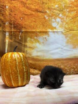 Rescue Domestic Short Hair Cats for Adoption in San Antonio, Texas - Deja Vu | PetCurious