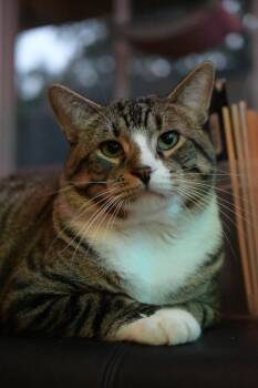 Domestic Short Hair Cats Available for Adoption in Minneapolis, Minnesota - Take Off (Special Needs) | PetCurious