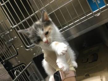 Domestic Short Hair Cats Available for Adoption in Thousand Palms, California - A1908791 | PetCurious