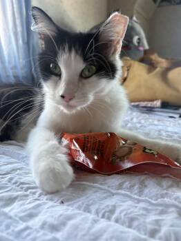Cookie -  Domestic Short Hair Cat for Adoption in Cedars, Pennsylvania - Cookie | PetCurious