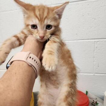 Domestic Short Hair Cats Available for Adoption in Evensville, Tennessee - Julius | PetCurious