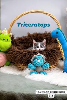Triceratops -  Domestic Short Hair Cat for Adoption in Sevierville, Tennessee - Triceratops | PetCurious