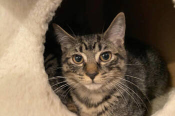 Rescue Domestic Short Hair Cats for Adoption in Bellevue, Washington - Chloe | PetCurious