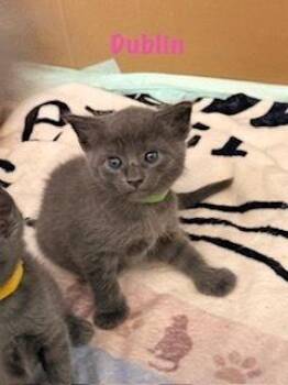 Dublin -  Domestic Short Hair and Tabby Cat for Adoption in Ruskin, Florida - Dublin | PetCurious