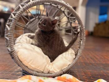 Domestic Short Hair Cats Available for Adoption in The Woodlands, Texas - Asher | PetCurious