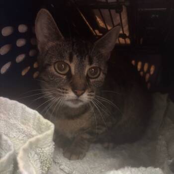 Rescue Domestic Short Hair Cats for Adoption in Fairport, New York - Lily | PetCurious