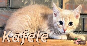 Kafele -  Domestic Short Hair Cat for Adoption in Douglasville, Georgia - Kafele | PetCurious