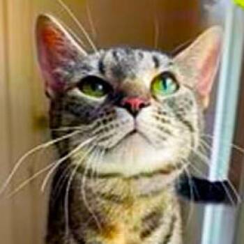Selena -  Domestic Short Hair Cat for Adoption in Port Chester, New York - Selena | PetCurious