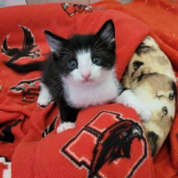 Rescue Domestic Short Hair Cats for Adoption in Kanab, Utah - Summit | PetCurious