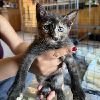 Masquerade -  Domestic Short Hair Cat for Adoption in Carmel, Indiana - Masquerade | PetCurious