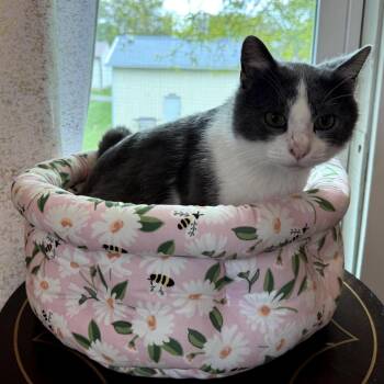 Domestic Short Hair Cats Available for Adoption in Granville, Ohio - Waylon | PetCurious