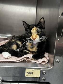 Poppy -  Domestic Medium Hair Cat for Adoption in Mobile, Alabama - Poppy | PetCurious