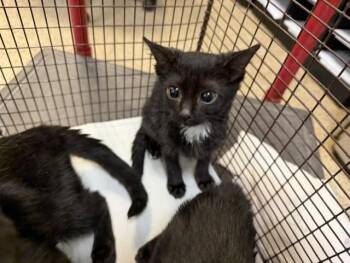 LEE -  Domestic Short Hair Cat for Adoption in Doral, Florida - LEE | PetCurious