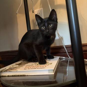 Pancake -  Domestic Short Hair Cat for Adoption in Amboy, Illinois - Pancake | PetCurious